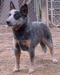 a well breed Australian Cattle Dog